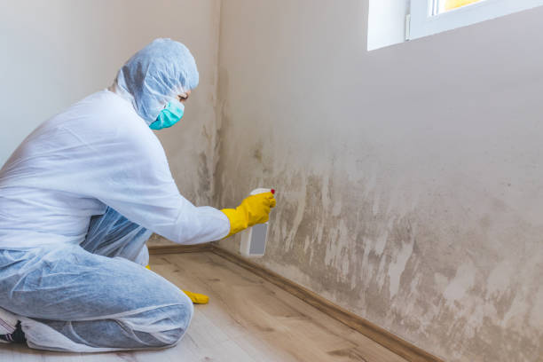 Licensed Mold Remediation service in Shepherdsville, KY - WQB Mold Removal
