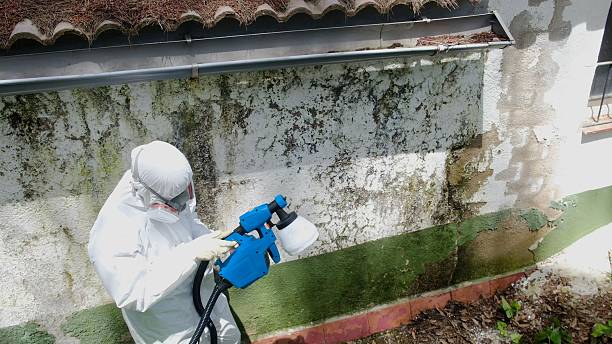 Top rated local Mold Remediation specialists in Shepherdsville, KY